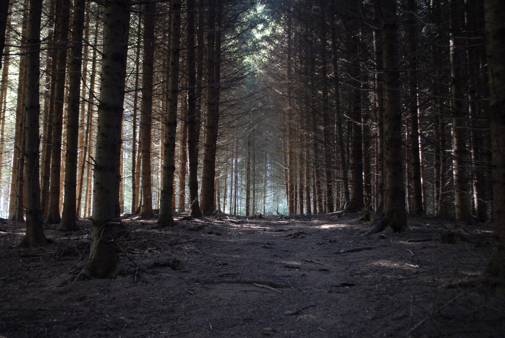 Waldlichtung im Nadelwald 5