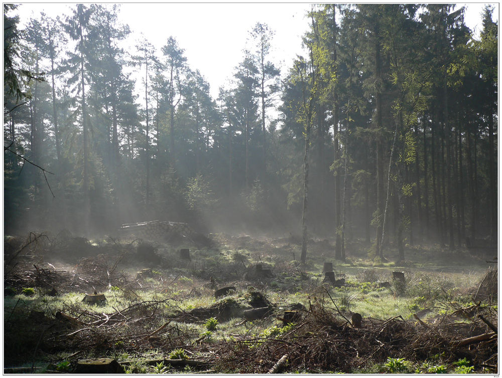 Waldlichtung im Nebel