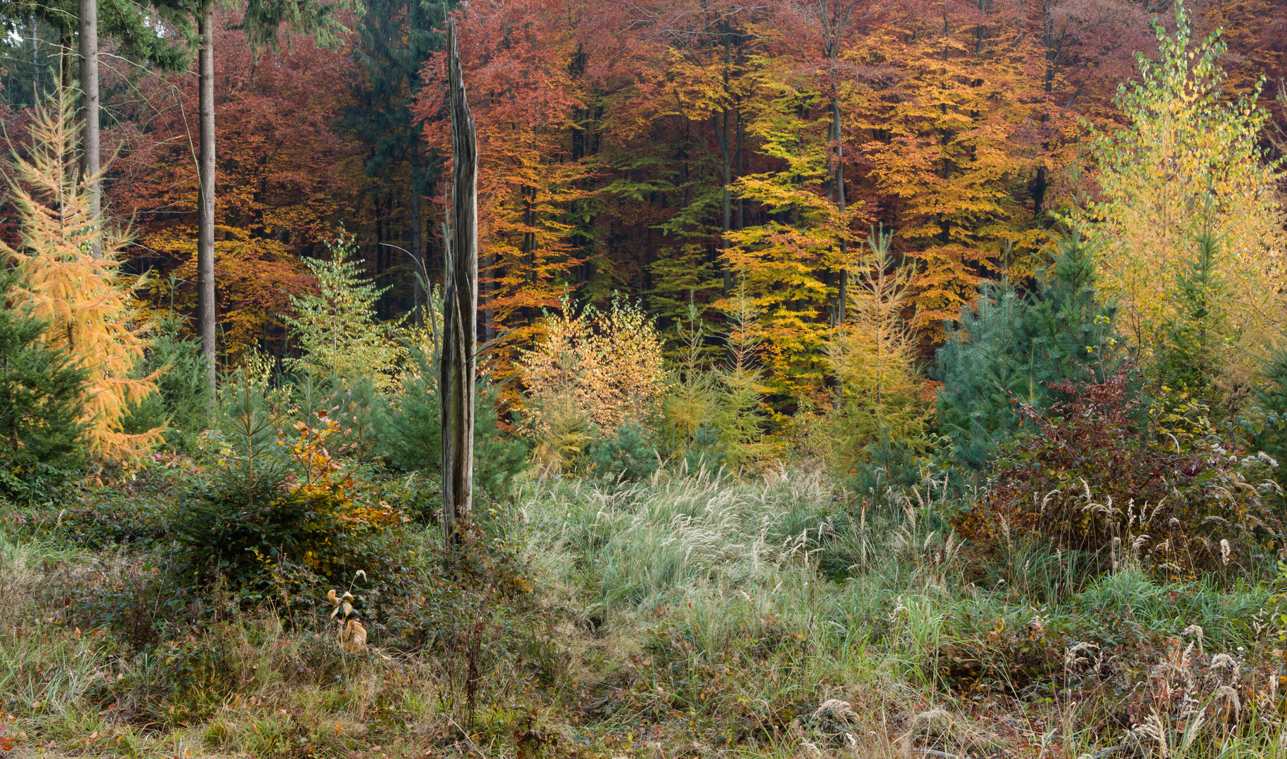 Waldlichtung im November