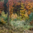 Waldlichtung im November