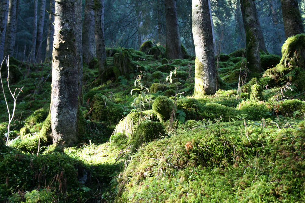 Waldlichtung im Spätherbst