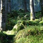 Waldlichtung im Spätherbst