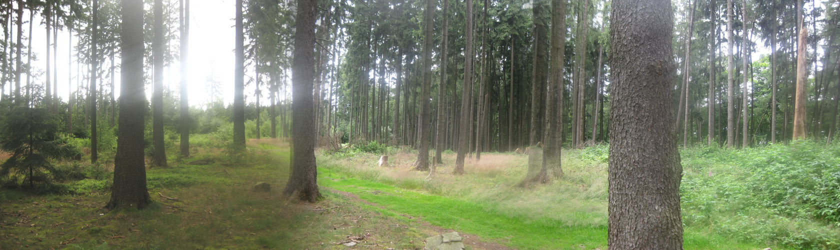 Waldlichtung Limes M.A.