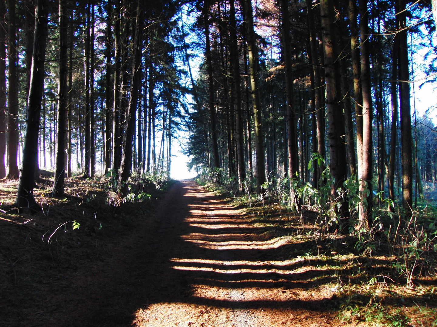 Waldlichtung mit Baumschatten auf dem Waldweg