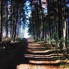 Waldlichtung mit Baumschatten auf dem Waldweg