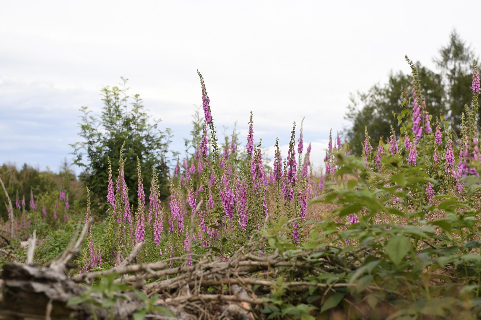 Waldlichtung mit Fingerhüten