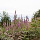 Waldlichtung mit Fingerhüten