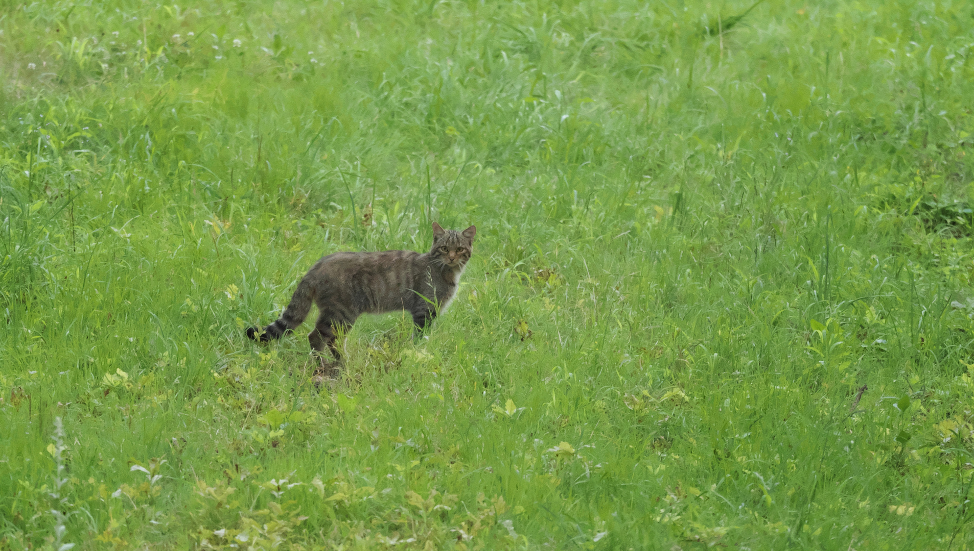 Waldlichtung mit Wildkatze