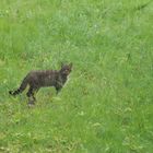 Waldlichtung mit Wildkatze