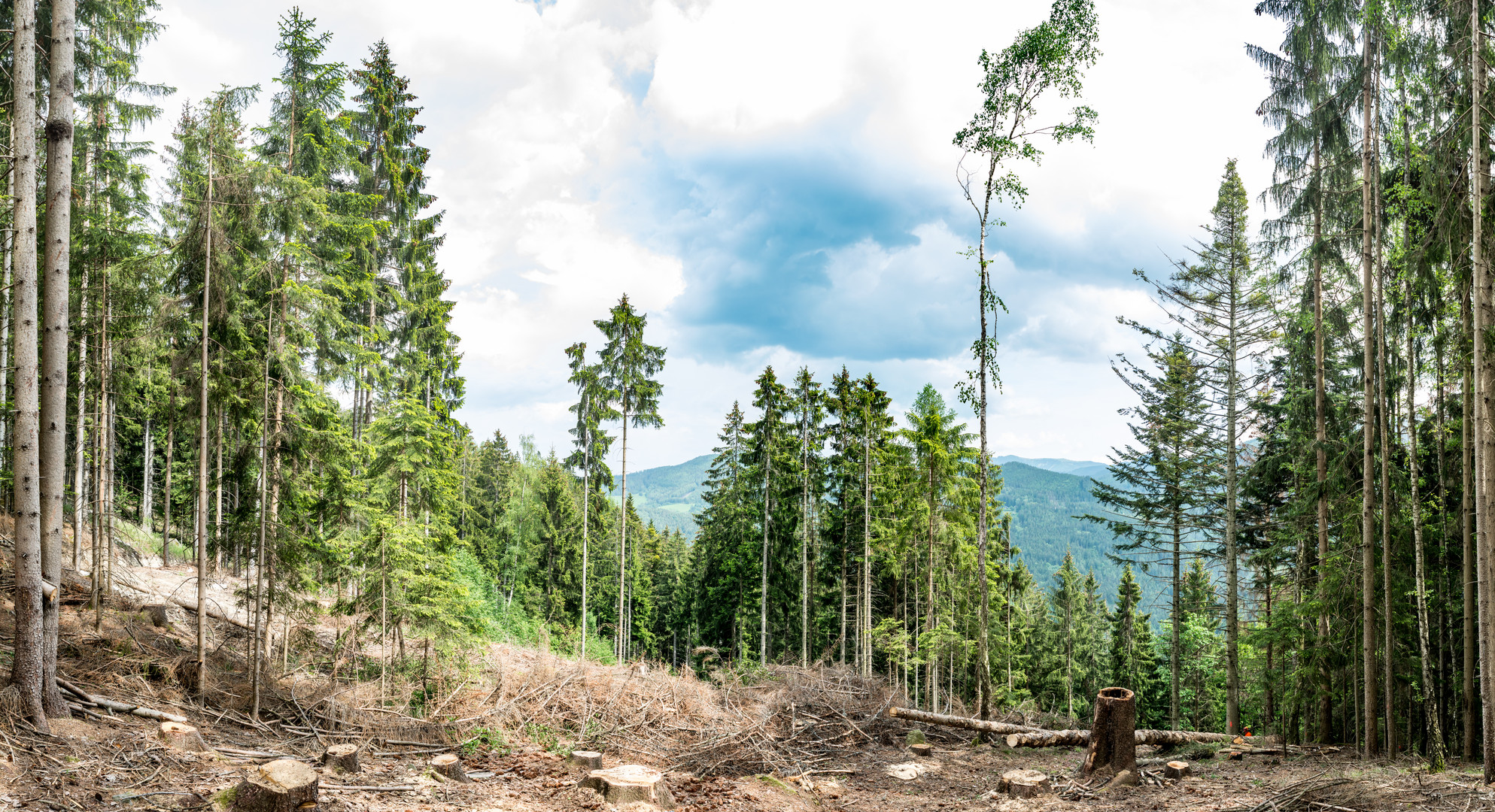 Waldlichtung vor einem Gewitter