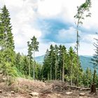 Waldlichtung vor einem Gewitter