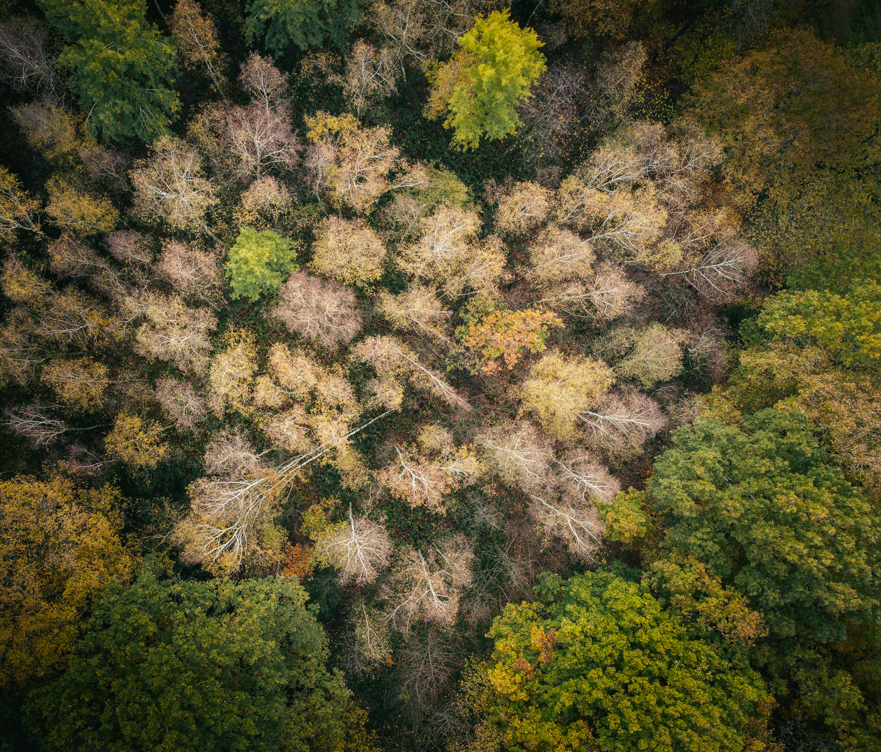 Waldliebe