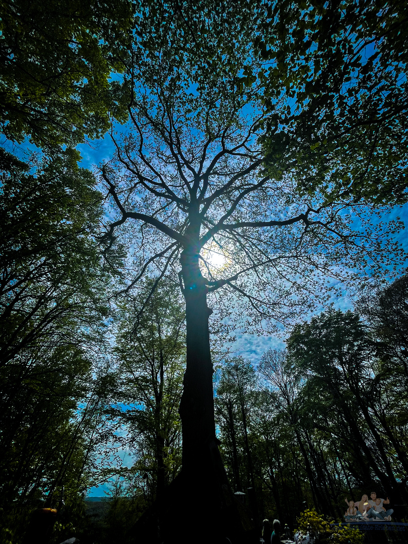 Waldliebe