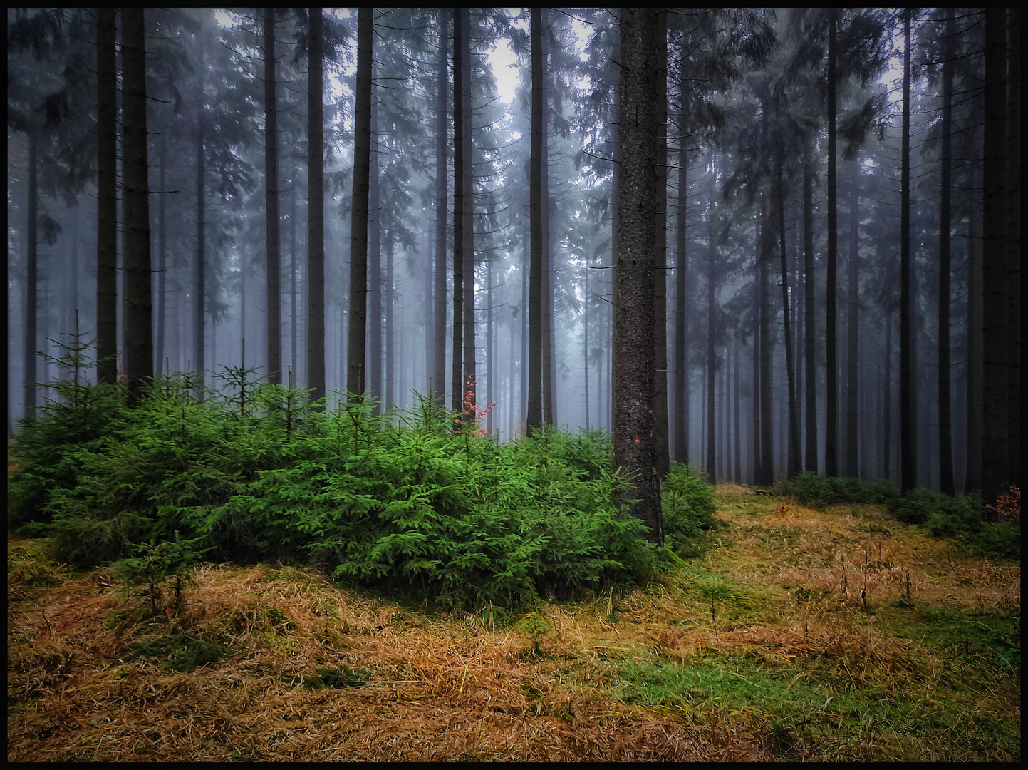 Waldliebe 