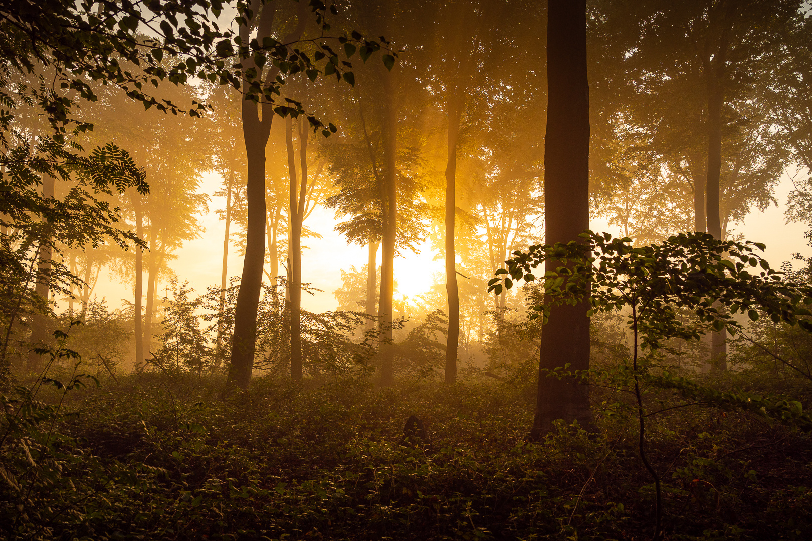 Waldliebe