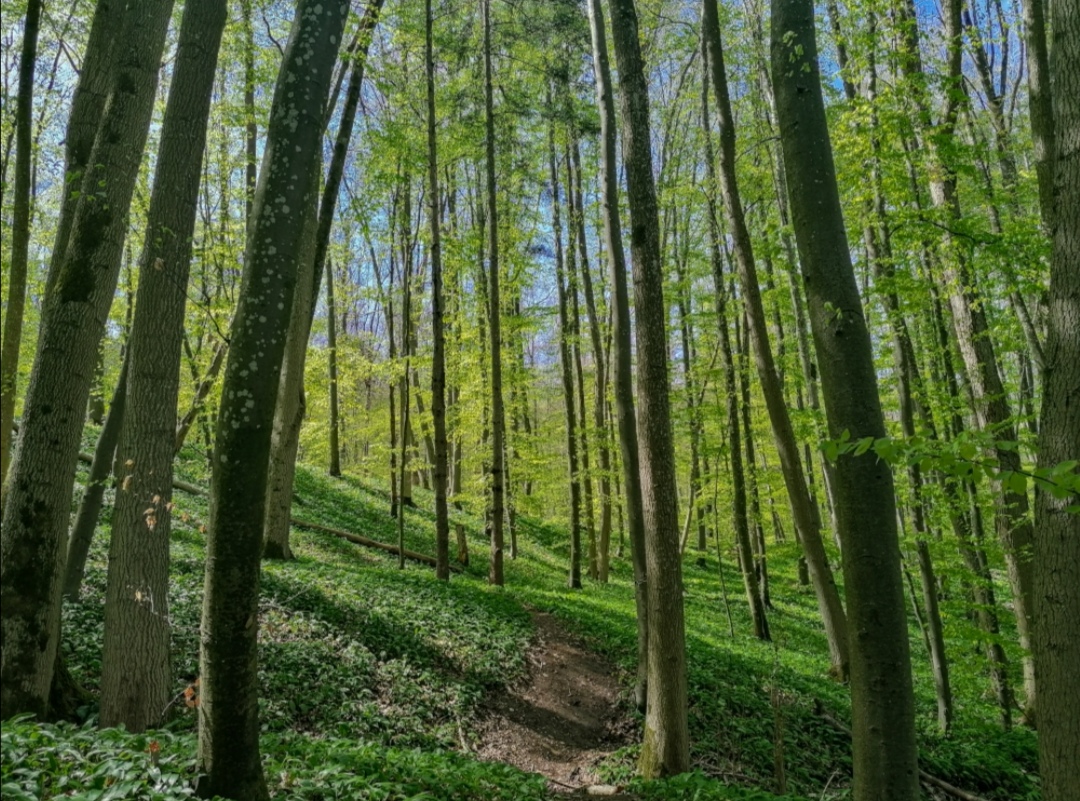 Waldliebe 