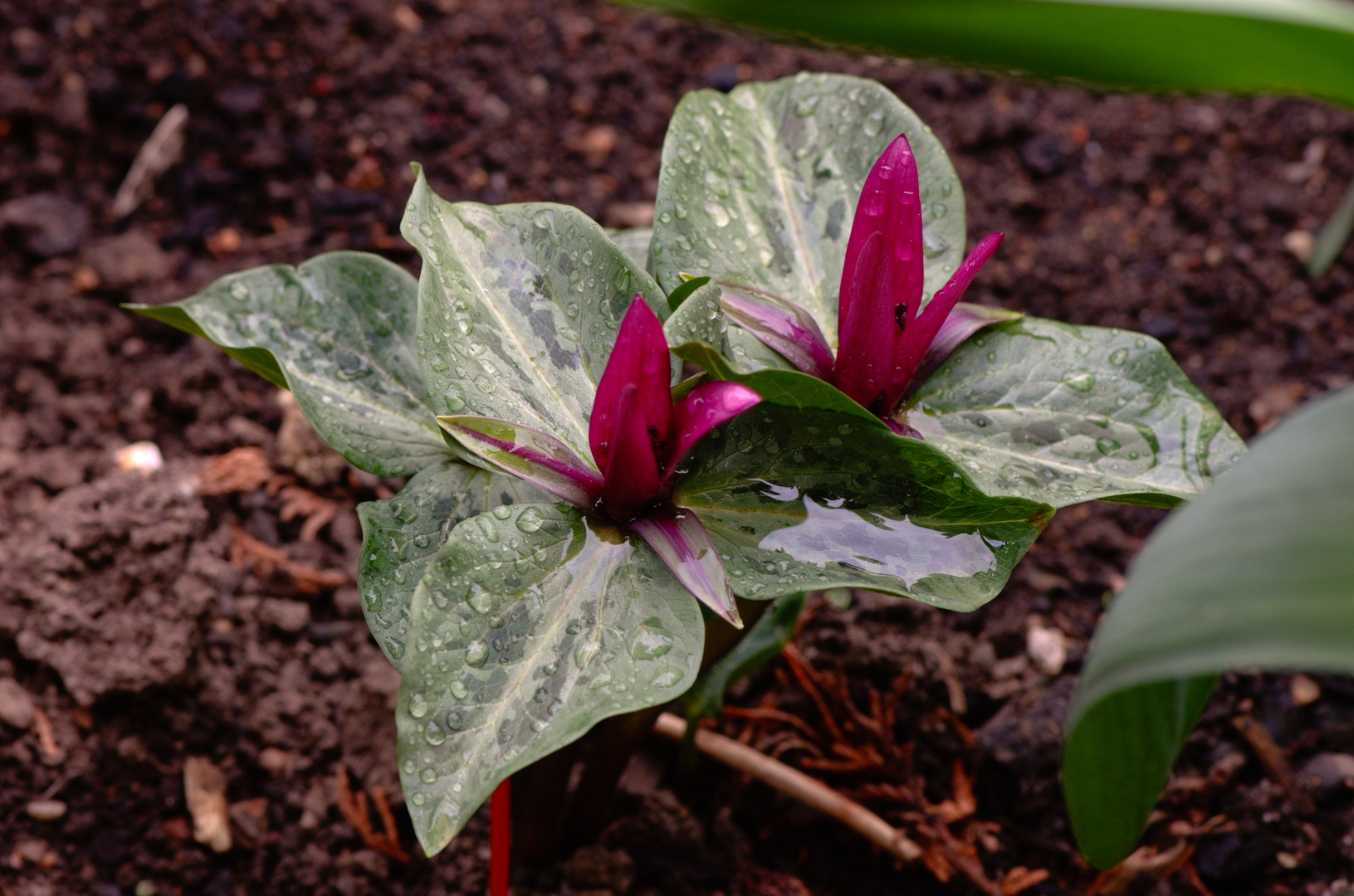 Waldlilie (Trillum cuneatum)