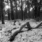 Waldluft schnuppern in Adlershof