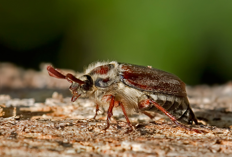 Waldmaikäfer