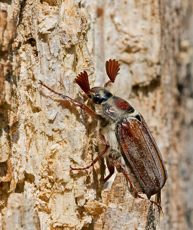 Waldmaikäfer