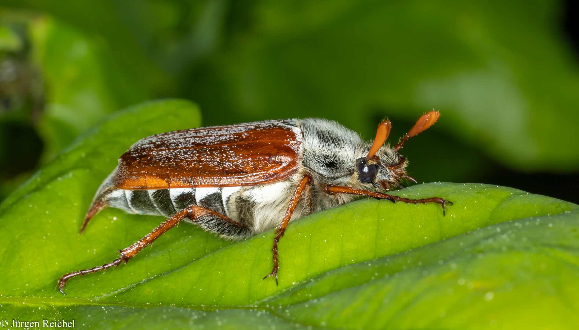 Waldmaikäfer (Melolontha hippocastani) 