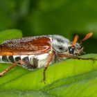 Waldmaikäfer (Melolontha hippocastani) 