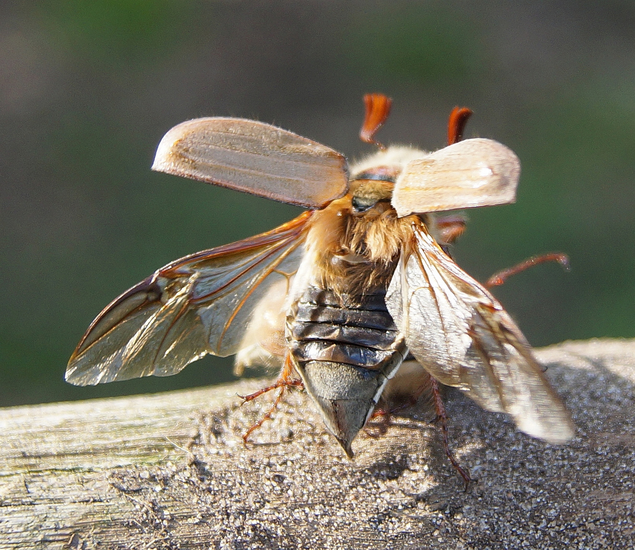 Waldmaikäfer (Melolontha hippocastani) 