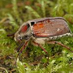 Waldmaikäfer (Melolontha hippocastani)