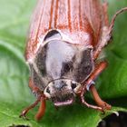 Waldmaikäfer (Melolontha hippocastani) - In Frontalansicht