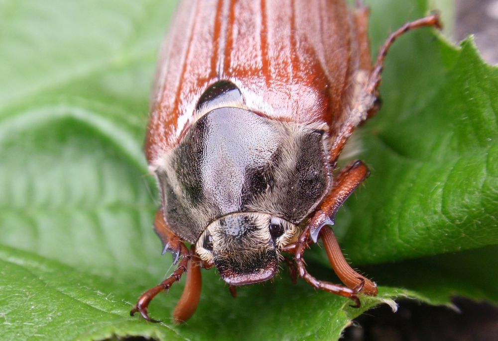 Waldmaikäfer (Melolontha hippocastani) - In Frontalansicht