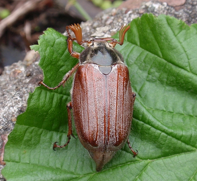 Waldmaikäfer (Melolontha hippocastani) - Rückwärtige Ansicht