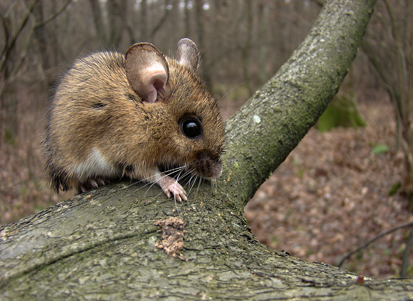 Waldmaus