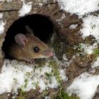 Waldmaus (1)  ....