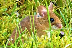 Waldmaus