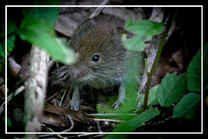 Waldmaus