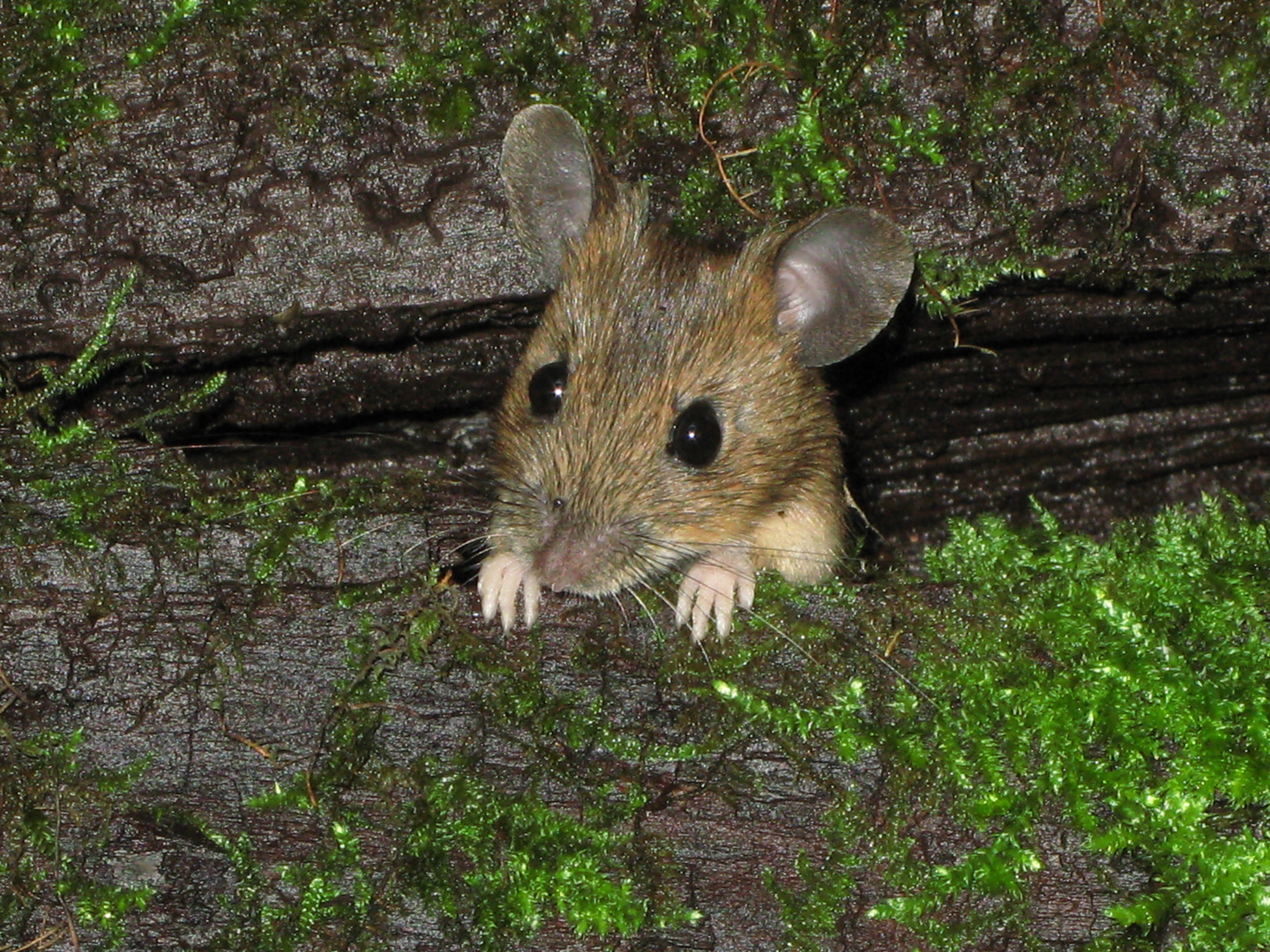 Waldmaus (3)