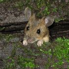 Waldmaus (3)