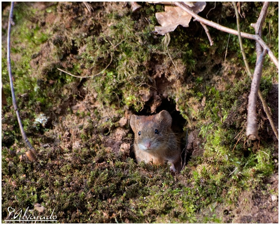 Waldmaus