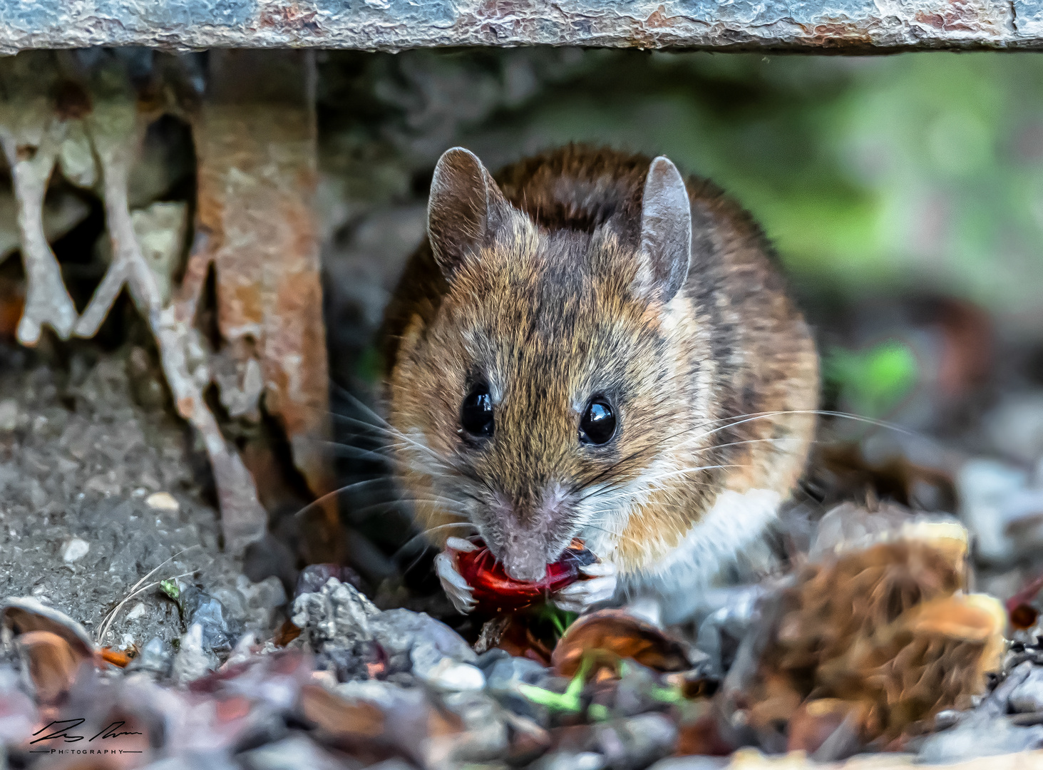 Waldmaus