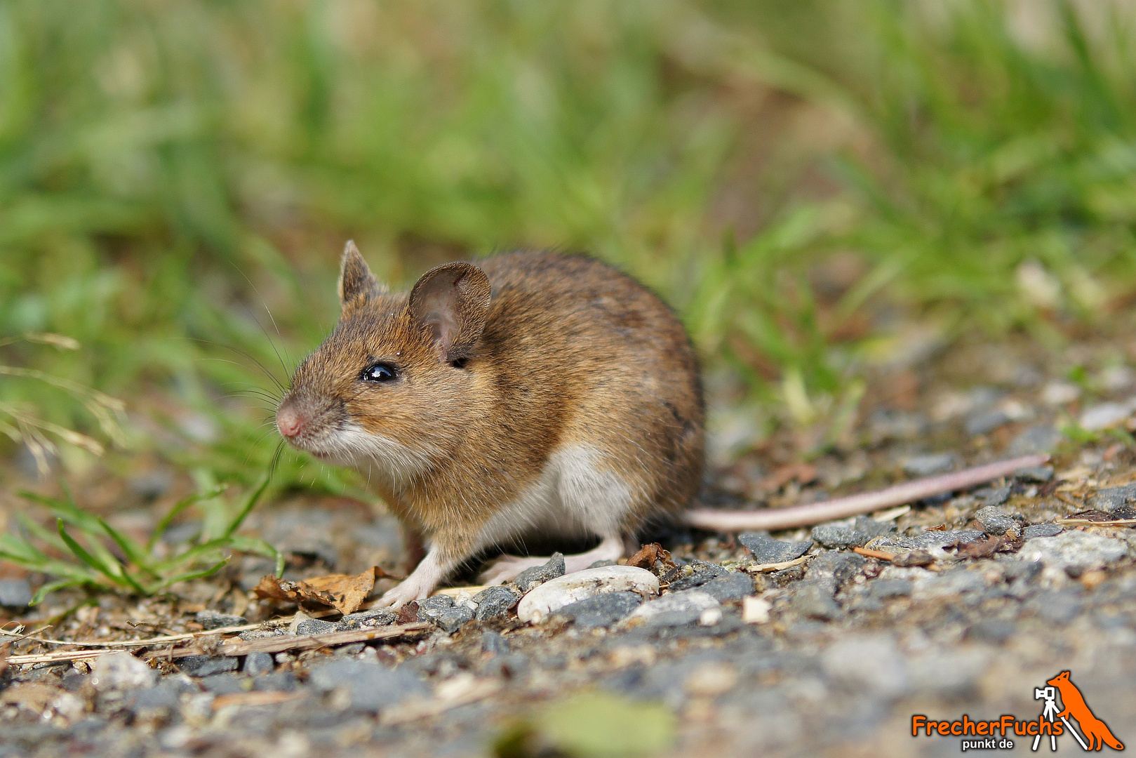 Waldmaus