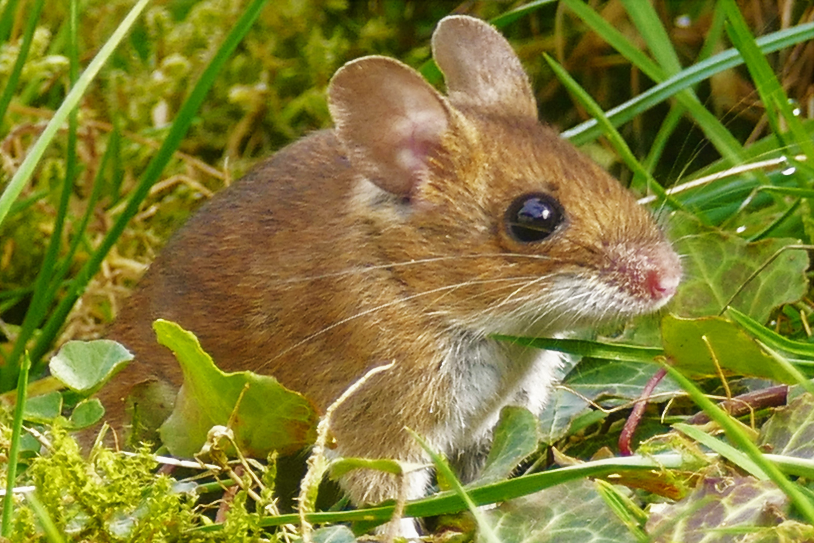 Waldmaus