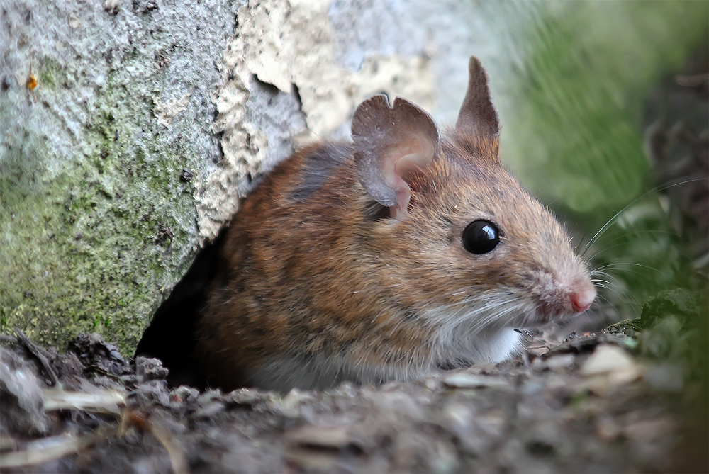 Waldmaus Foto & Bild tiere, wildlife, säugetiere Bilder