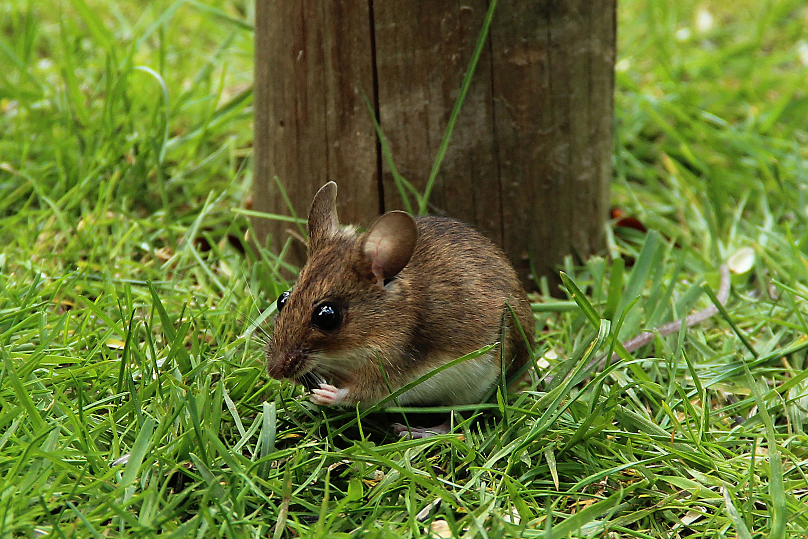 Waldmaus