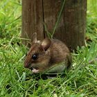 Waldmaus