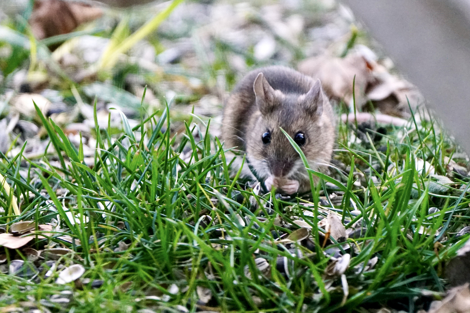 Waldmaus..