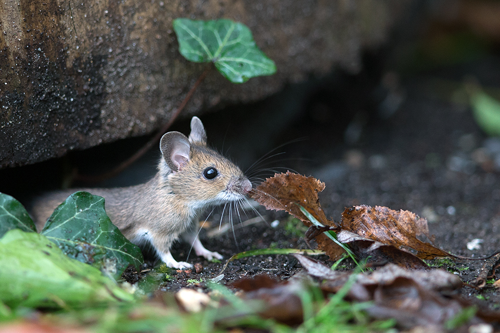 Waldmaus