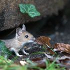 Waldmaus