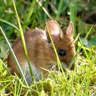 Waldmaus