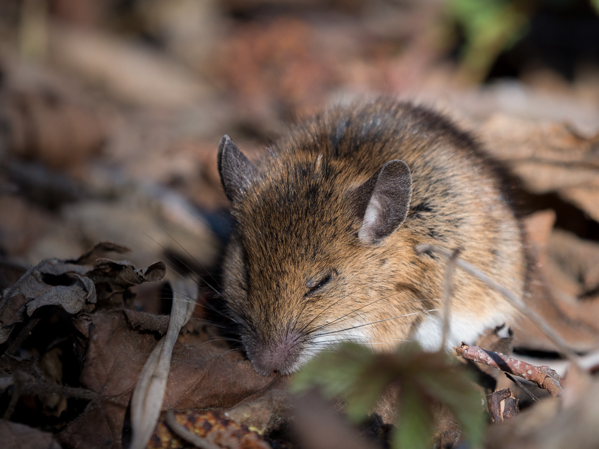 Waldmaus Foto & Bild tiere, wildlife, säugetiere Bilder auf