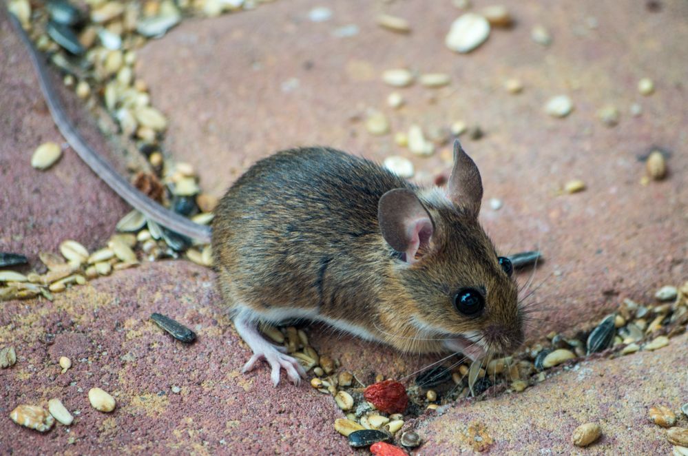 Waldmaus Foto & Bild tiere, wildlife, säugetiere Bilder
